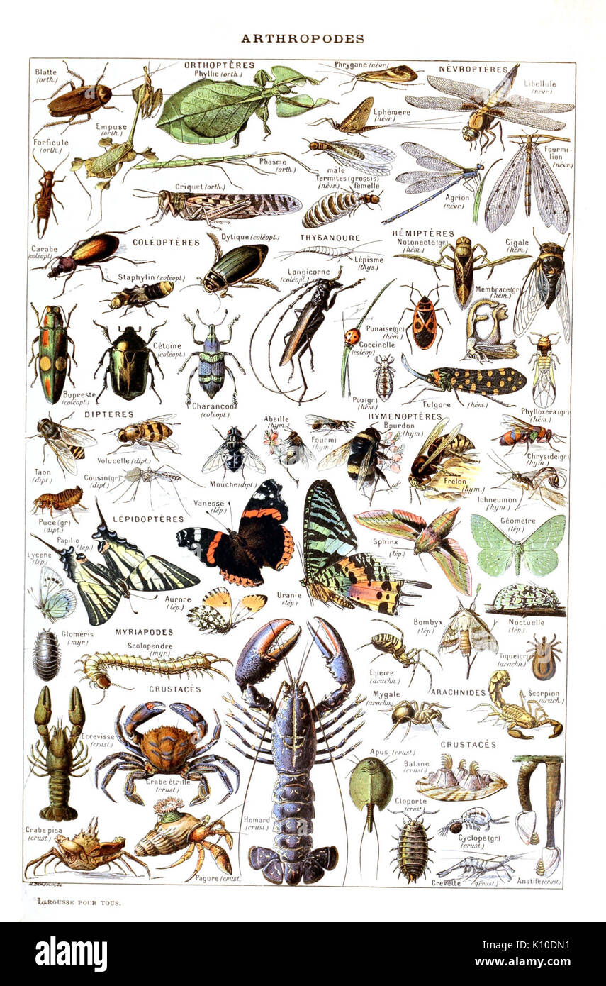 Adolphe Millot arthropodes pour tous fixed Stock Photo