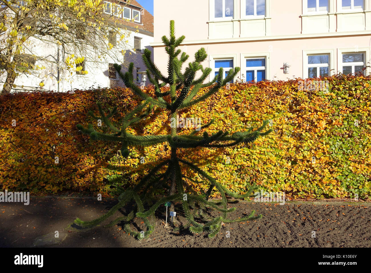 Araucaria Araucana Botanischer Garten Braunschweig Braunschweig