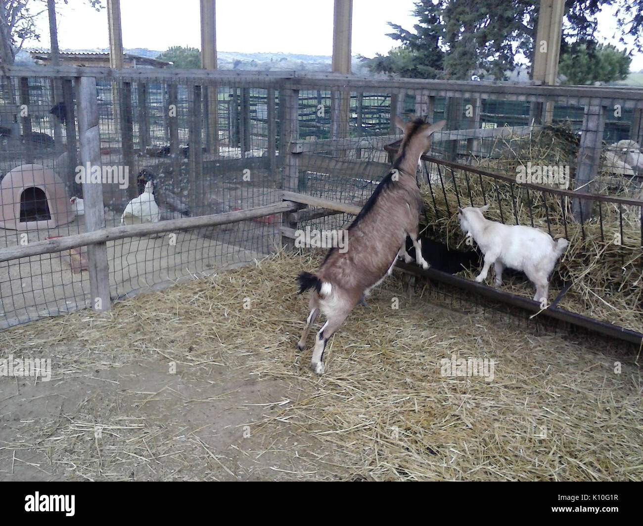 Animals animal mammals hi-res stock photography and images - Alamy