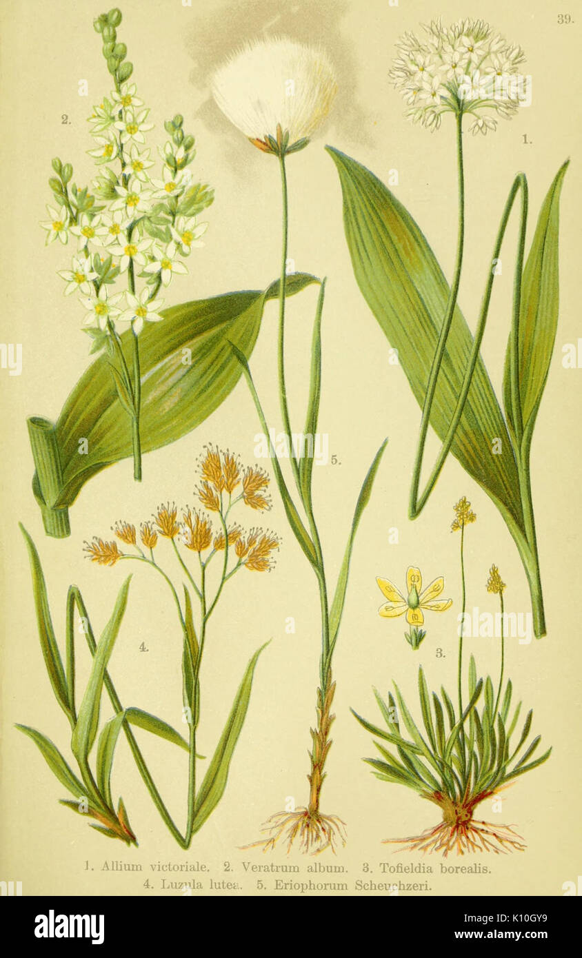 Alpen Flora, p163   Allium victorialis, Tofieldia pusilla, Veratrum album, Luzula lutea, Eriophorum scheuchzeri Stock Photo