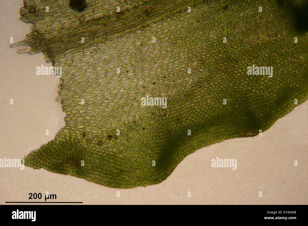 Anomodon viticulosus (f, 153348 482406) 0303 Stock Photo