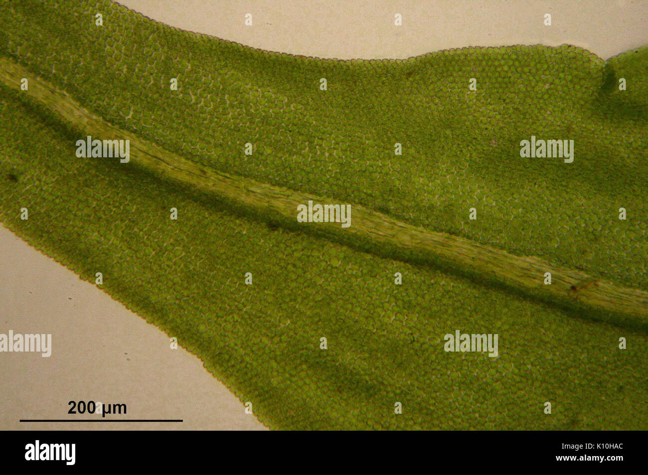 Anomodon viticulosus (f, 153348 482406) 0306 Stock Photo