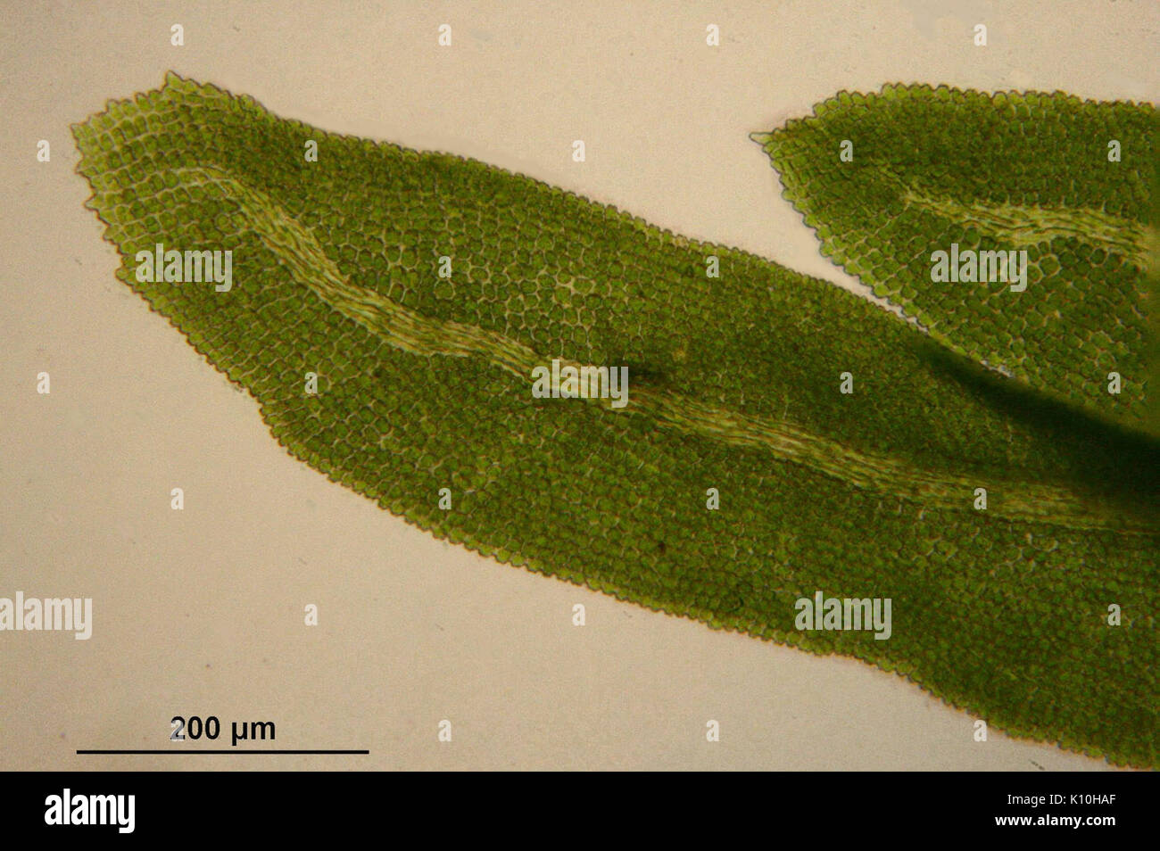 Anomodon viticulosus (f, 153348 482406) 0308 Stock Photo