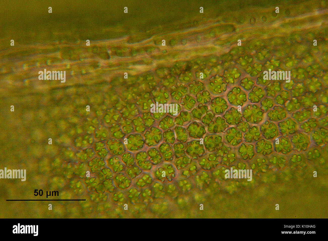 Anomodon viticulosus (f, 153348 482406) 0317 Stock Photo