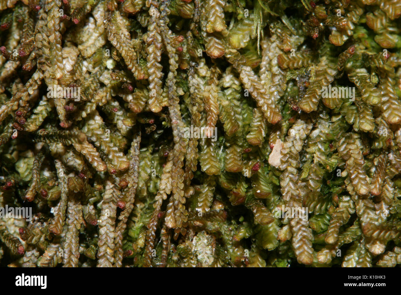 Anastrophyllum minutum (a, 142634 474025) 4364 Stock Photo