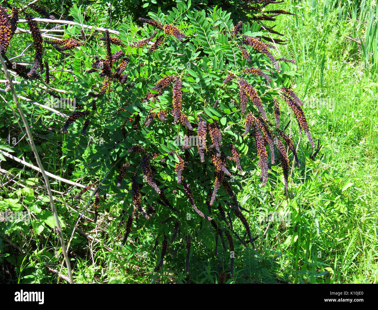 Amorpha fruticosa Muromets3 Stock Photo