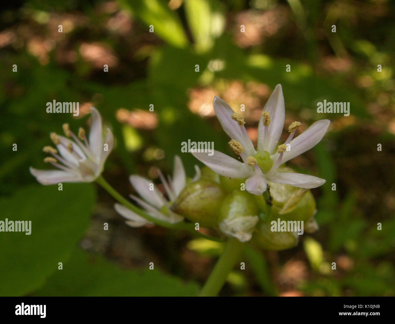 Allium canadense, 2015 06 10, Fox Chapel, 02 Stock Photo