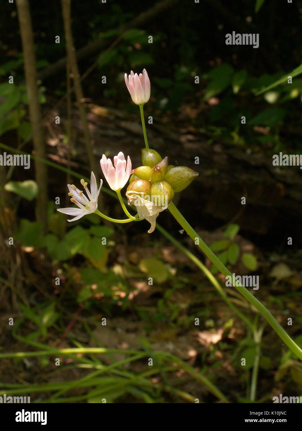 Allium canadense, 2015 06 10, Fox Chapel, 03 Stock Photo