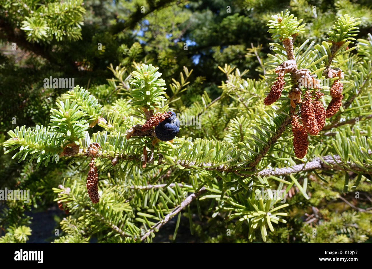 Abies veitchii   VanDusen Botanical Garden   Vancouver, BC   DSC07075 Stock Photo