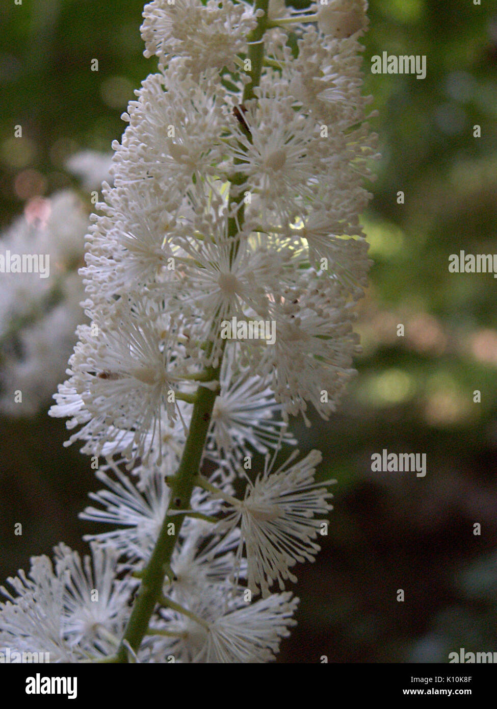 Actaea racemosa illustration hi-res stock photography and images - Alamy