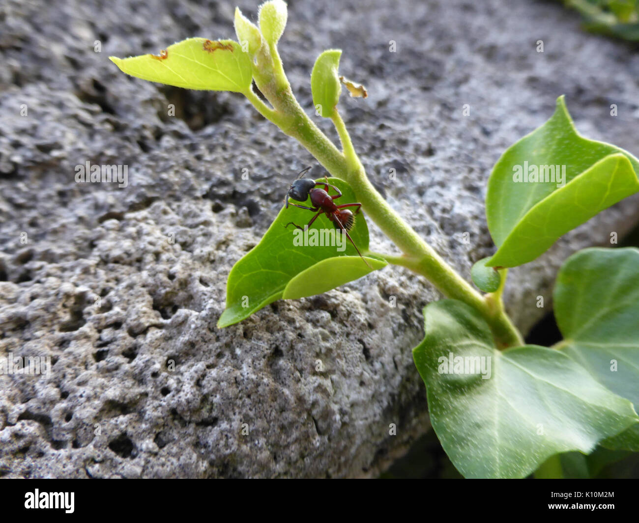 Ant on Plant Stock Photo Alamy