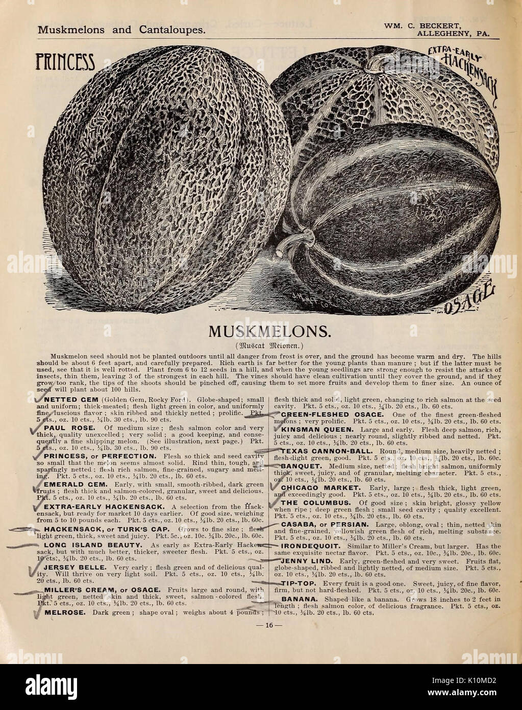 Beckert's garden field and flower seeds (16560169982) Stock Photo