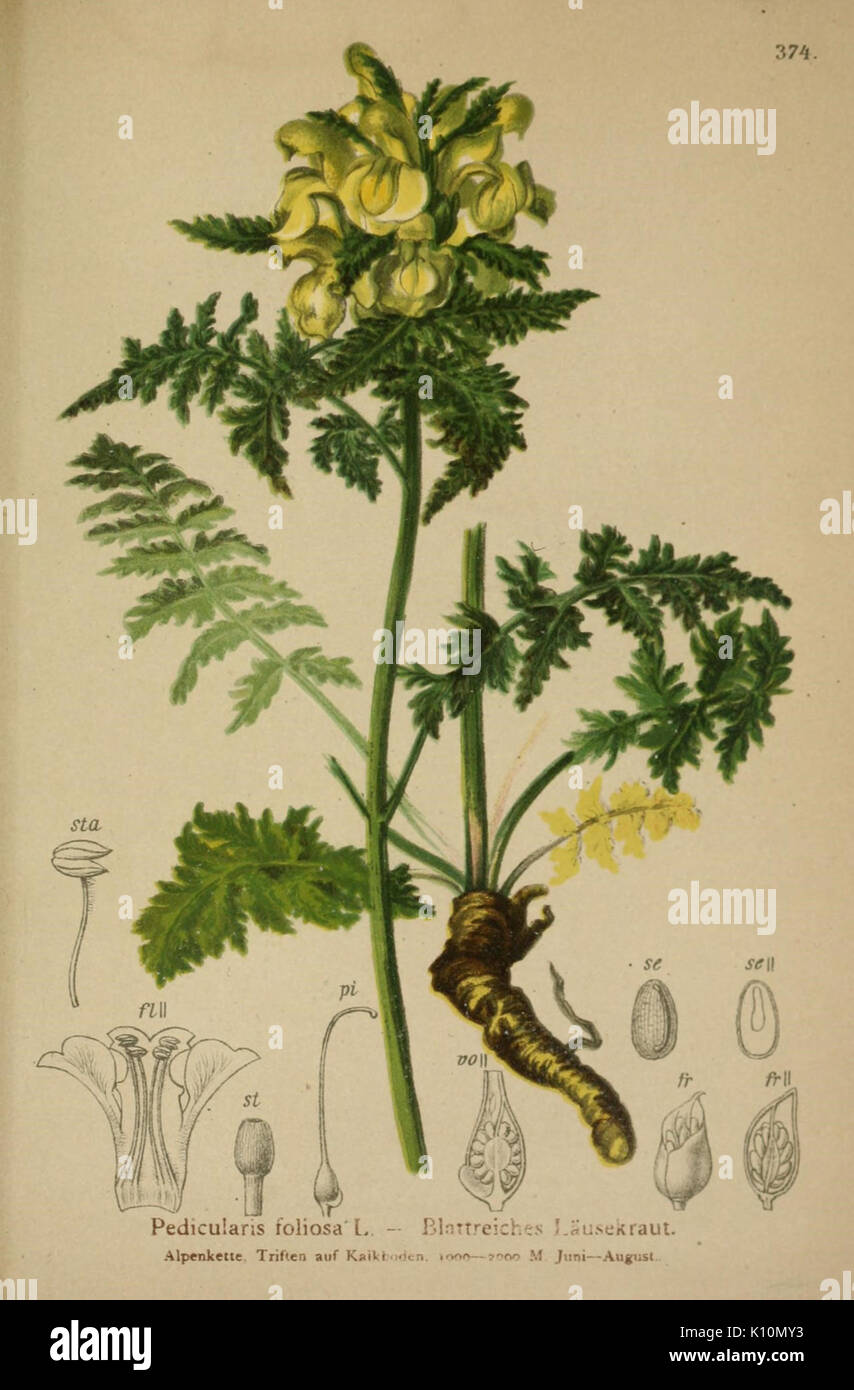 Atlas der Alpenflora (10192809843) Stock Photo