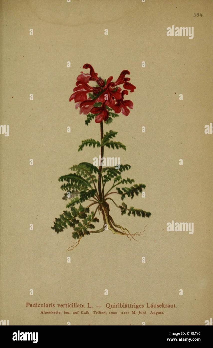 Atlas der Alpenflora (10192584454) Stock Photo