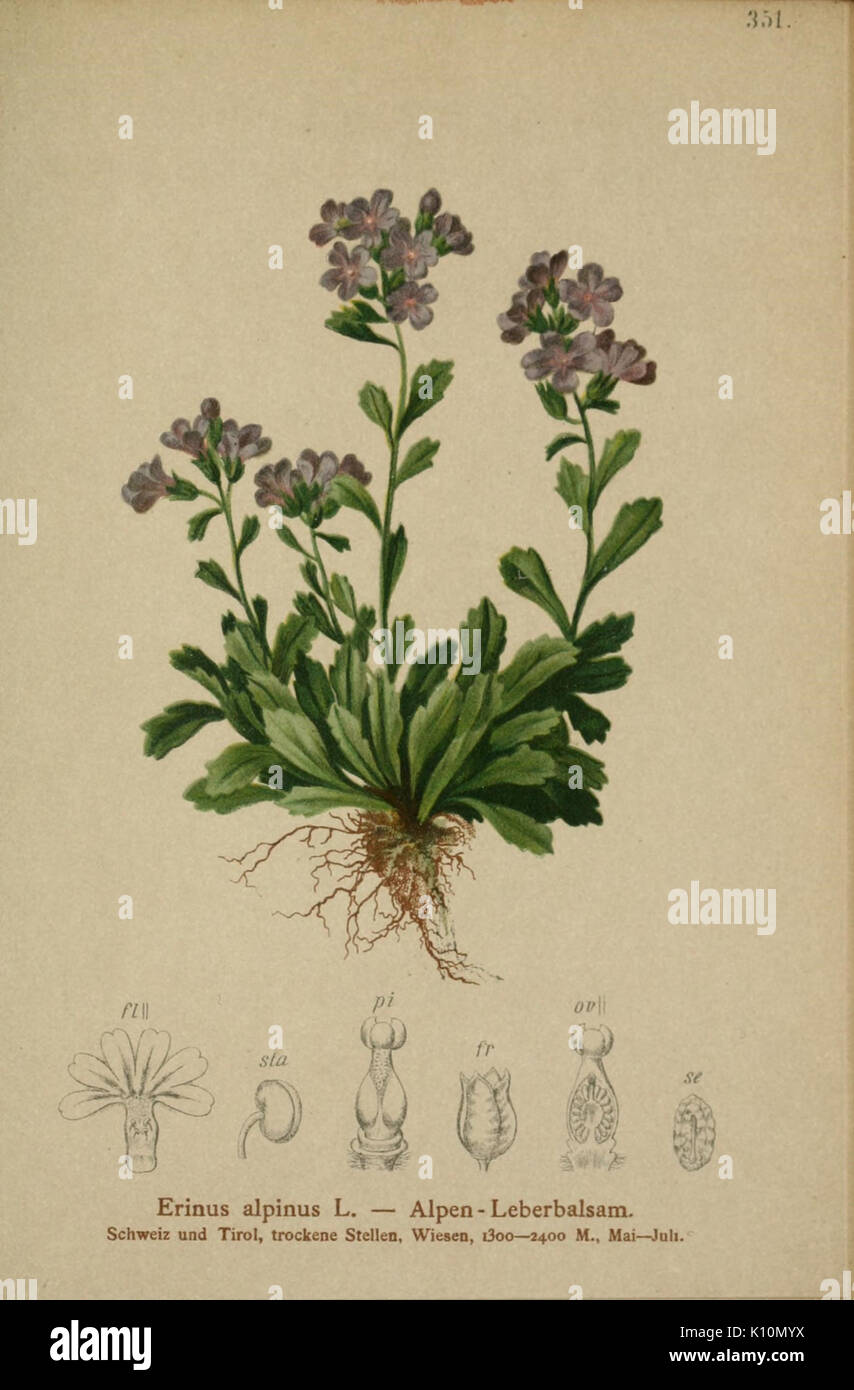 Atlas der Alpenflora (10192535794) Stock Photo