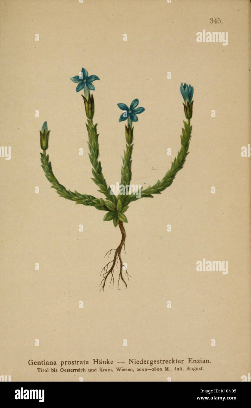 Atlas der Alpenflora (10192509374) Stock Photo