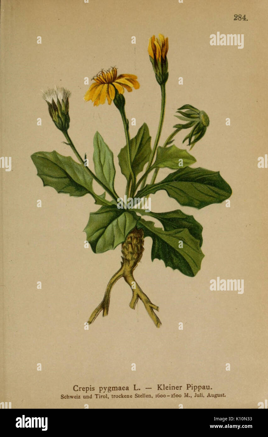 Atlas der Alpenflora (10192388413) Stock Photo