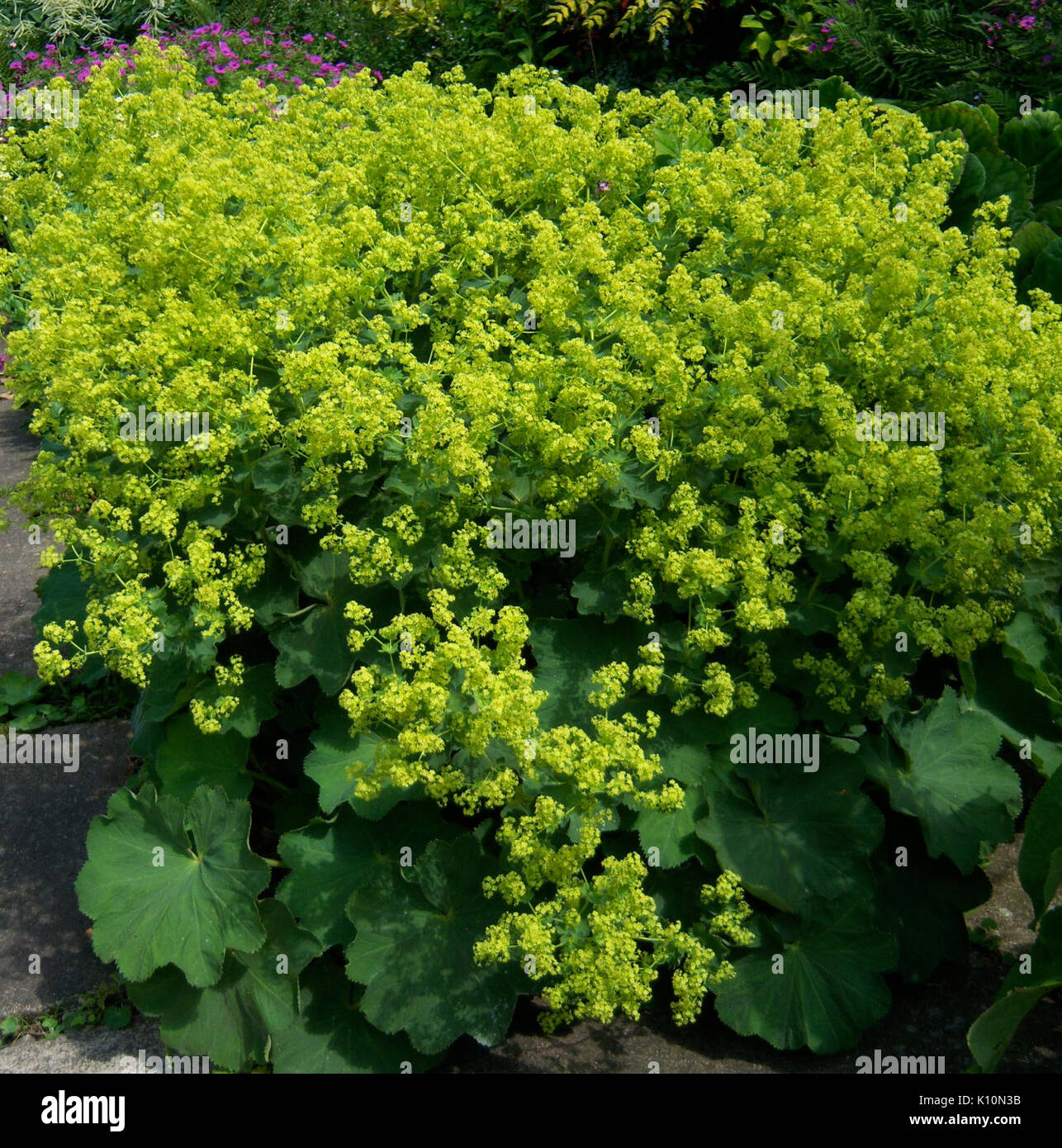 Mantle characteristics hi-res stock photography and images - Alamy