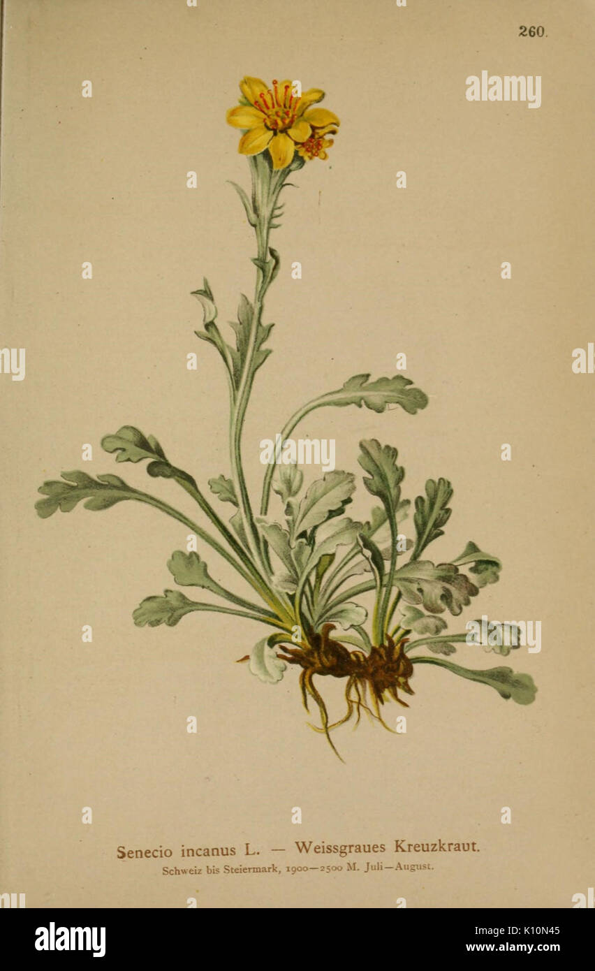 Atlas der Alpenflora (10190612935) Stock Photo