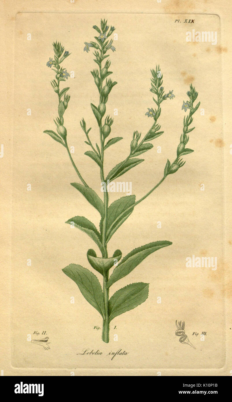American medical botany (Pl. XIX) (8182067850) Stock Photo