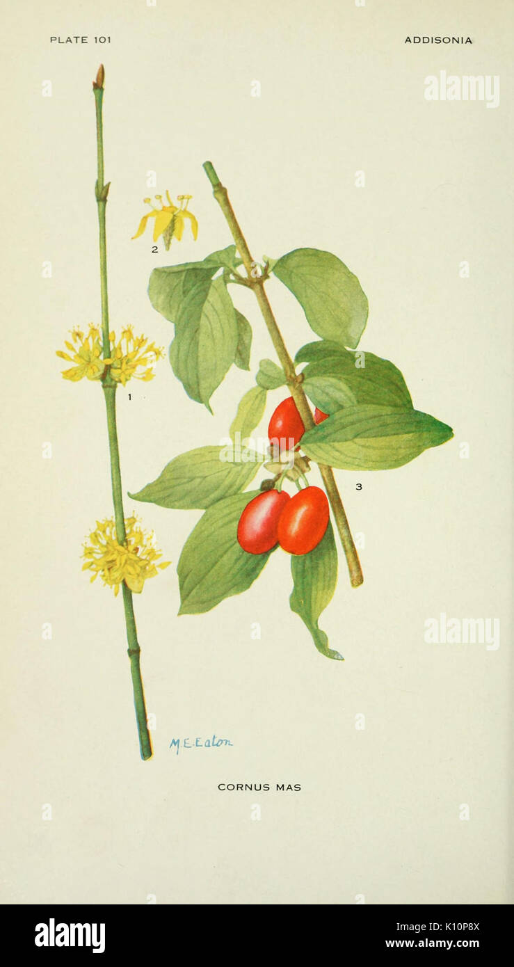Botanical taxonomy illustration plate hi-res stock photography and ...