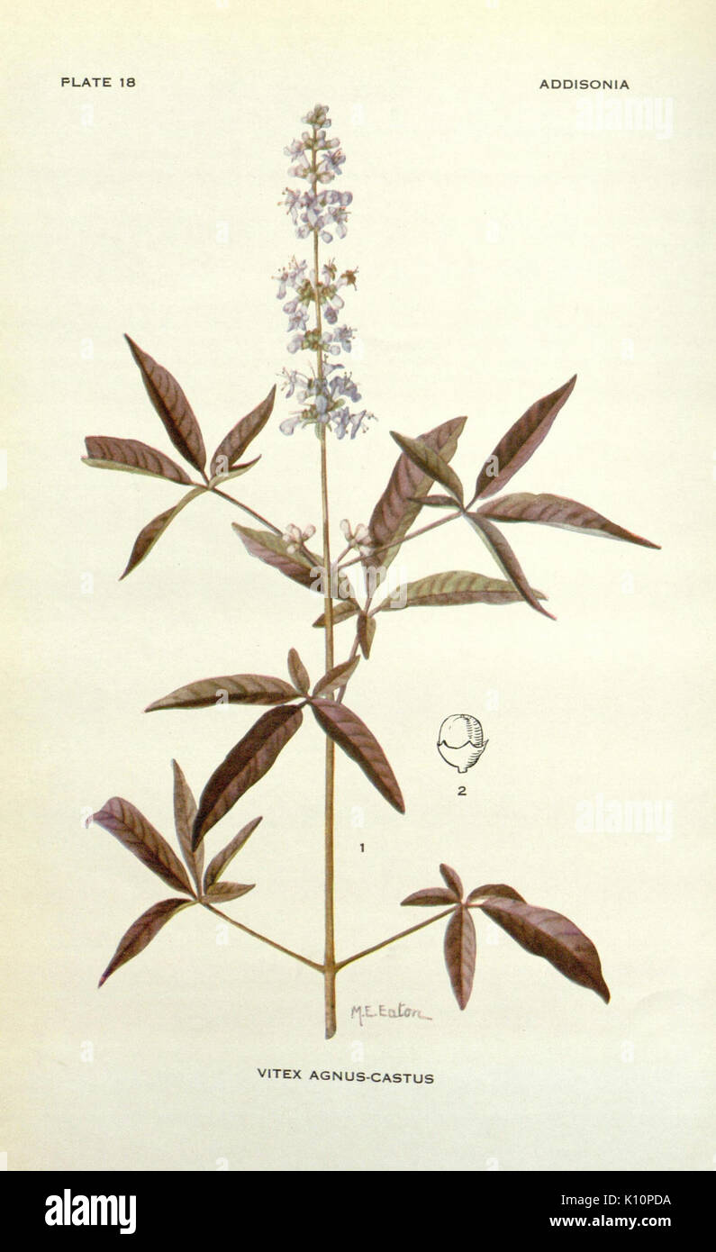 Botanical plate photograph hi-res stock photography and images - Alamy