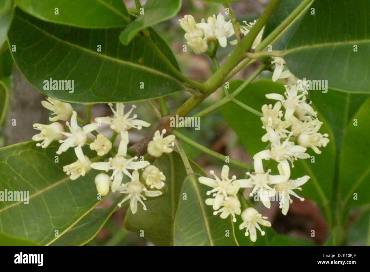 Acronychia littoralis in flower Stock Photo