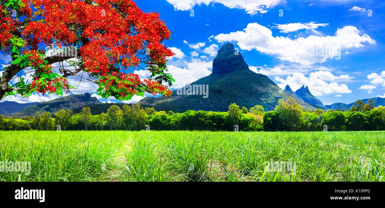 Impressive volcanic landscape in Mauritius island,view with traditional red. flame tree Stock Photo