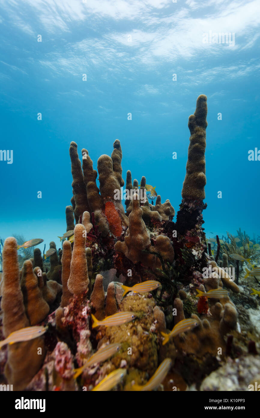 Yellow tail fish swim around tube coral and sponges growing on coral reef Stock Photo Alamy