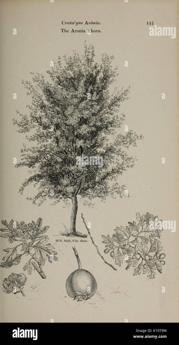 Arboretum et fruticetum britannicum, or (Plate 141) (6918240528) Stock Photo