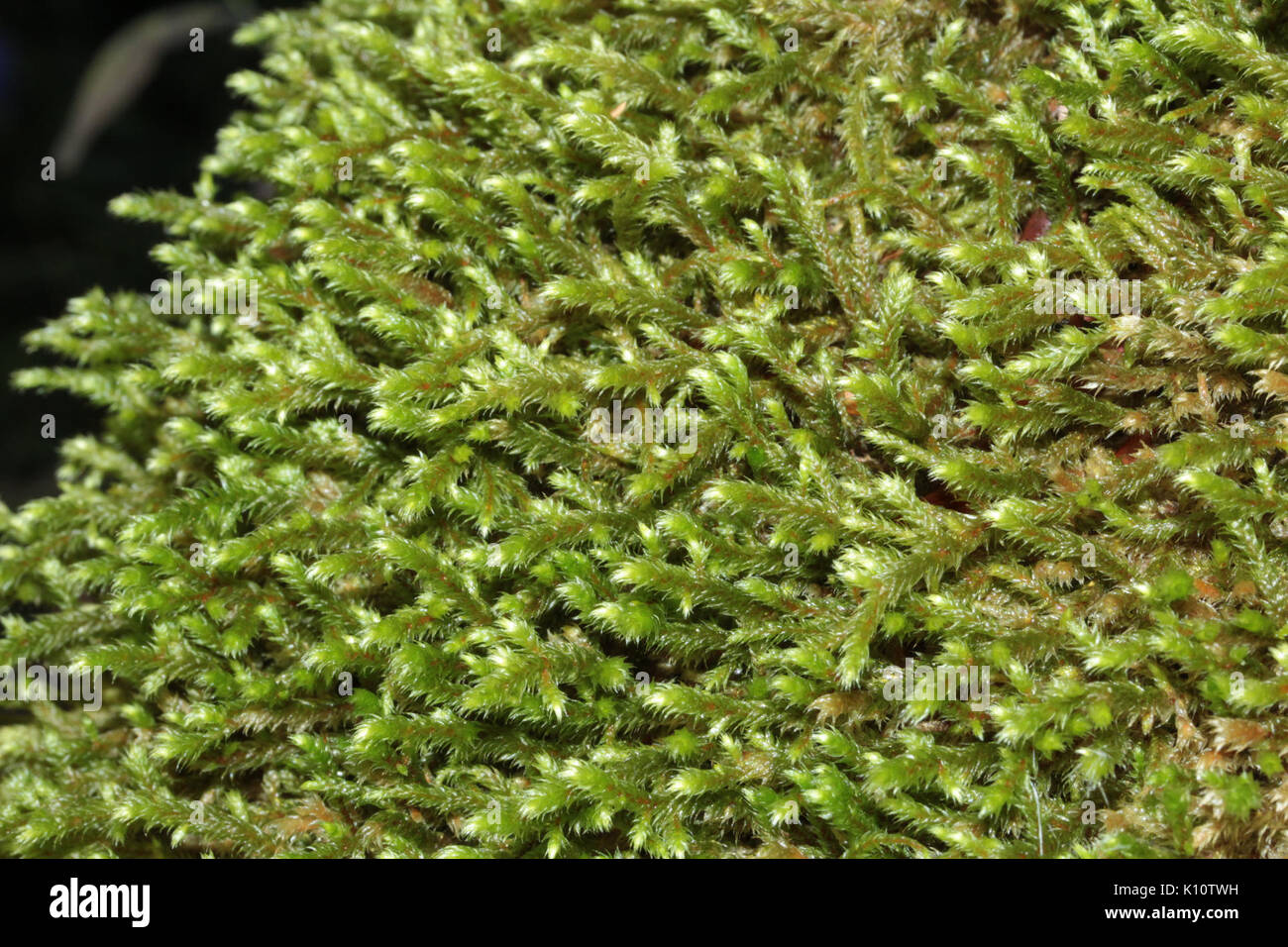 Antitrichia curtipendula (b, 150214 474928) 7292 Stock Photo