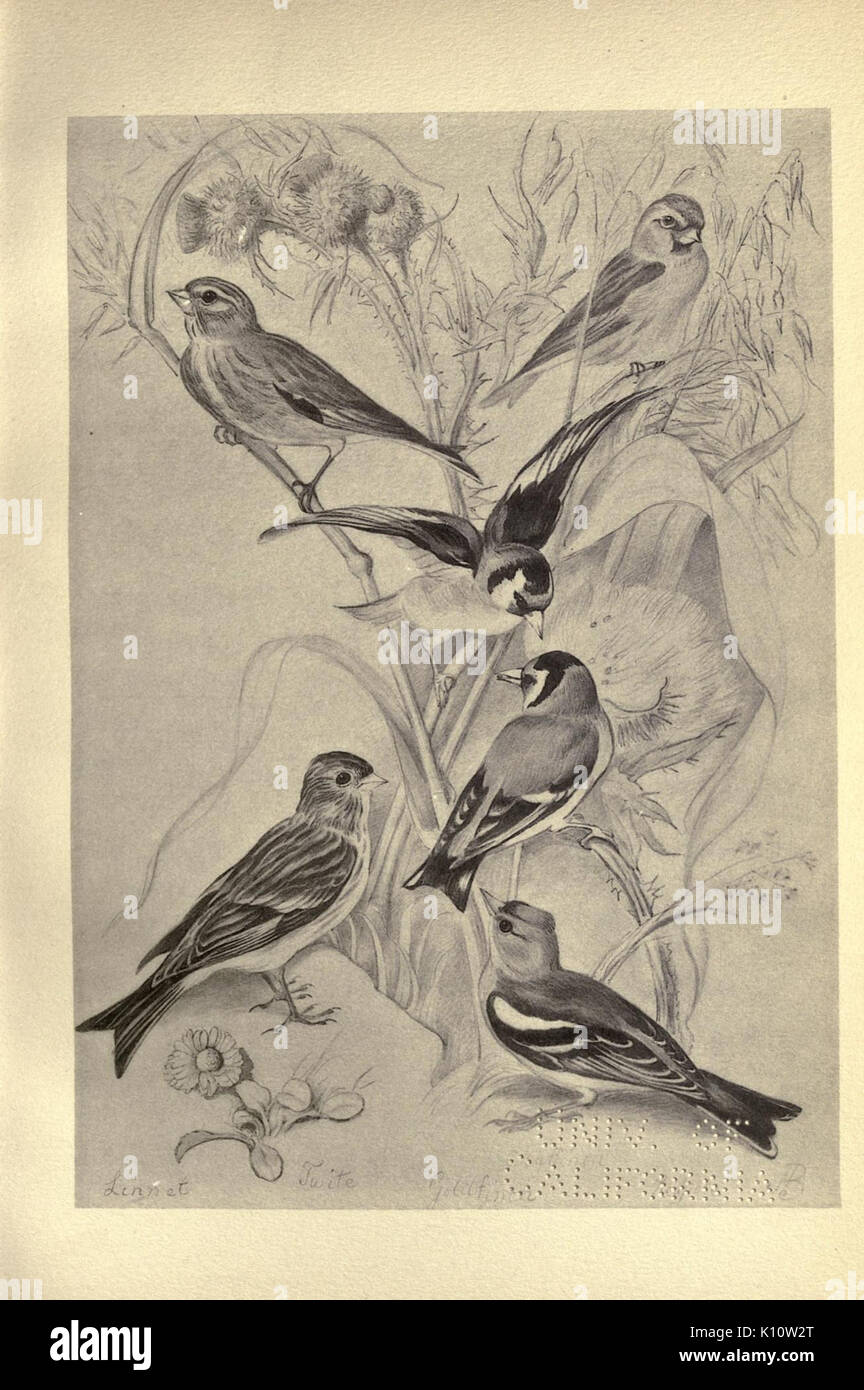 Birds from Moidart and elsewhere (Plate 40) (8511364516) Stock Photo