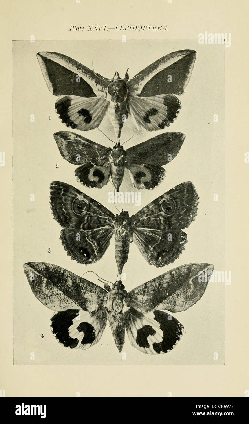 Australian insects (Plate XXVI) (7268256936) Stock Photo