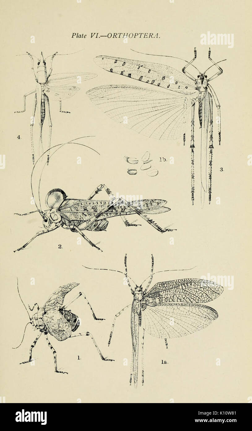 Australian insects (Plate VI) (7268223158) Stock Photo