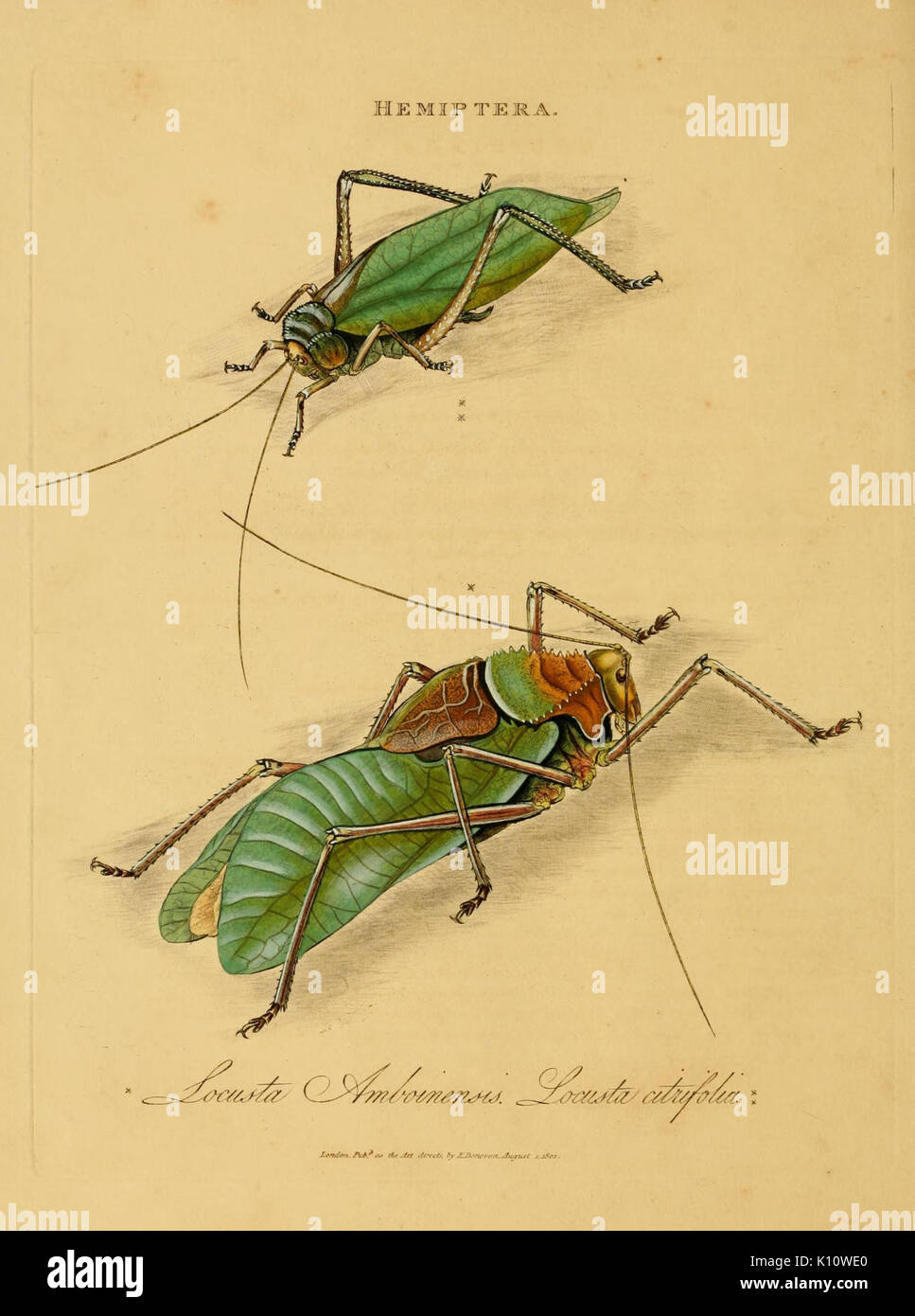 An epitome of the natural history of the insects of India (Plate 13 ...