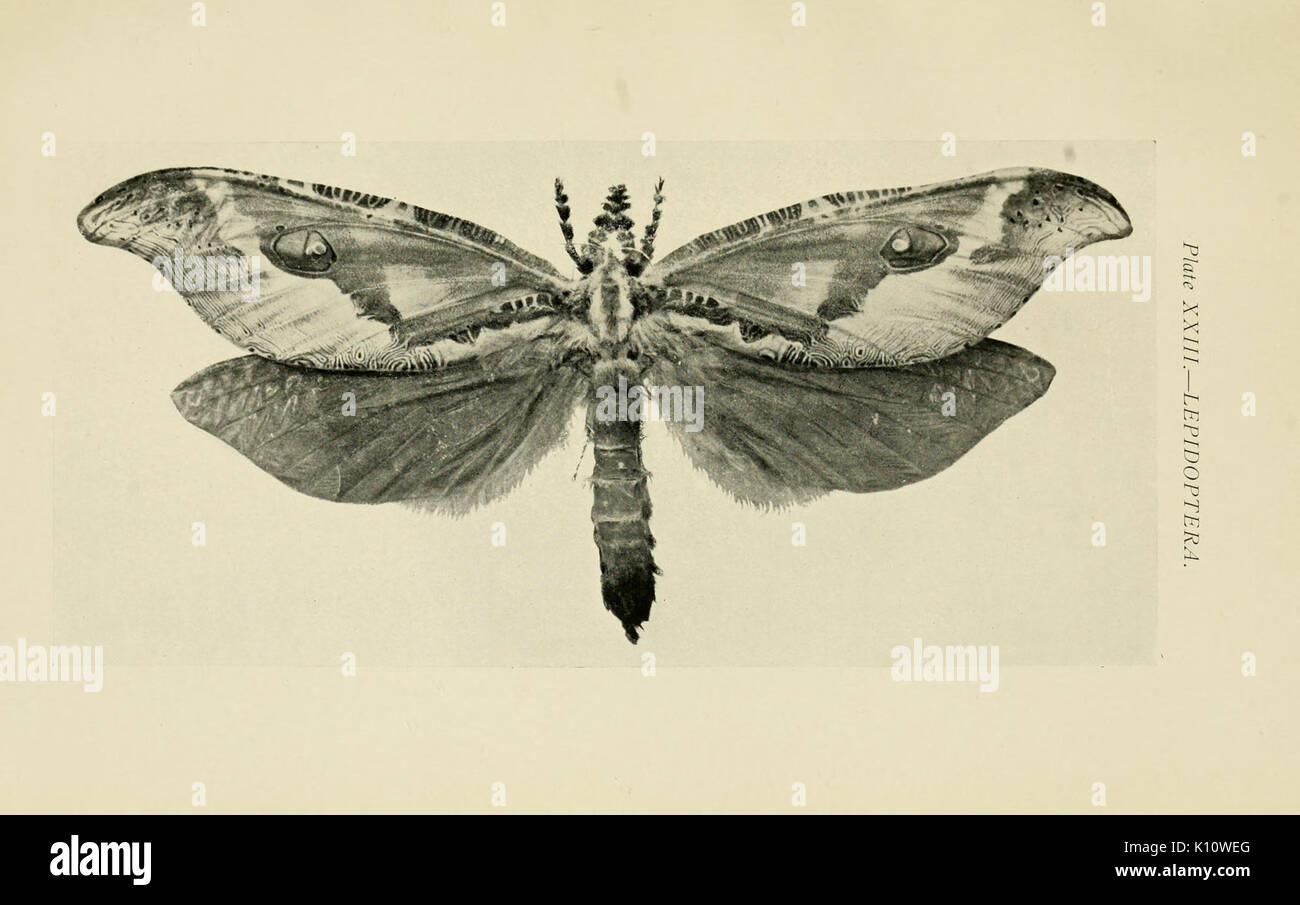 Australian insects (Plate XXIII) (7268251578) Stock Photo