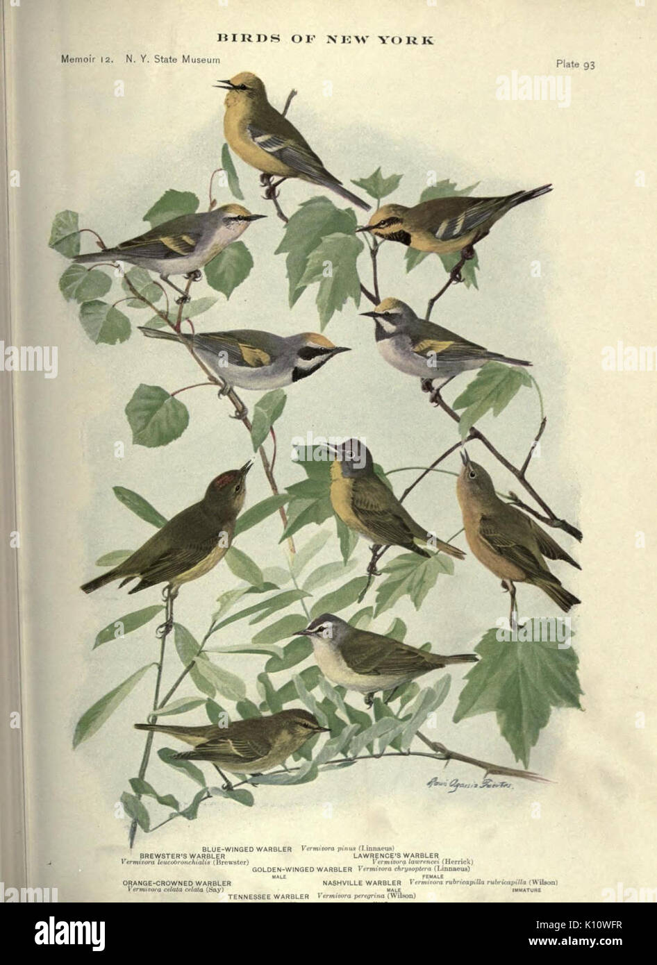 Birds of New York (Plate 93) (7047592327) Stock Photo