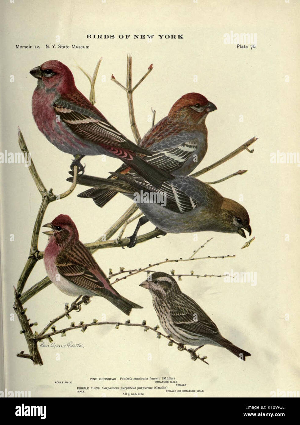 Birds of New York (Plate 76) (6901491228) Stock Photo