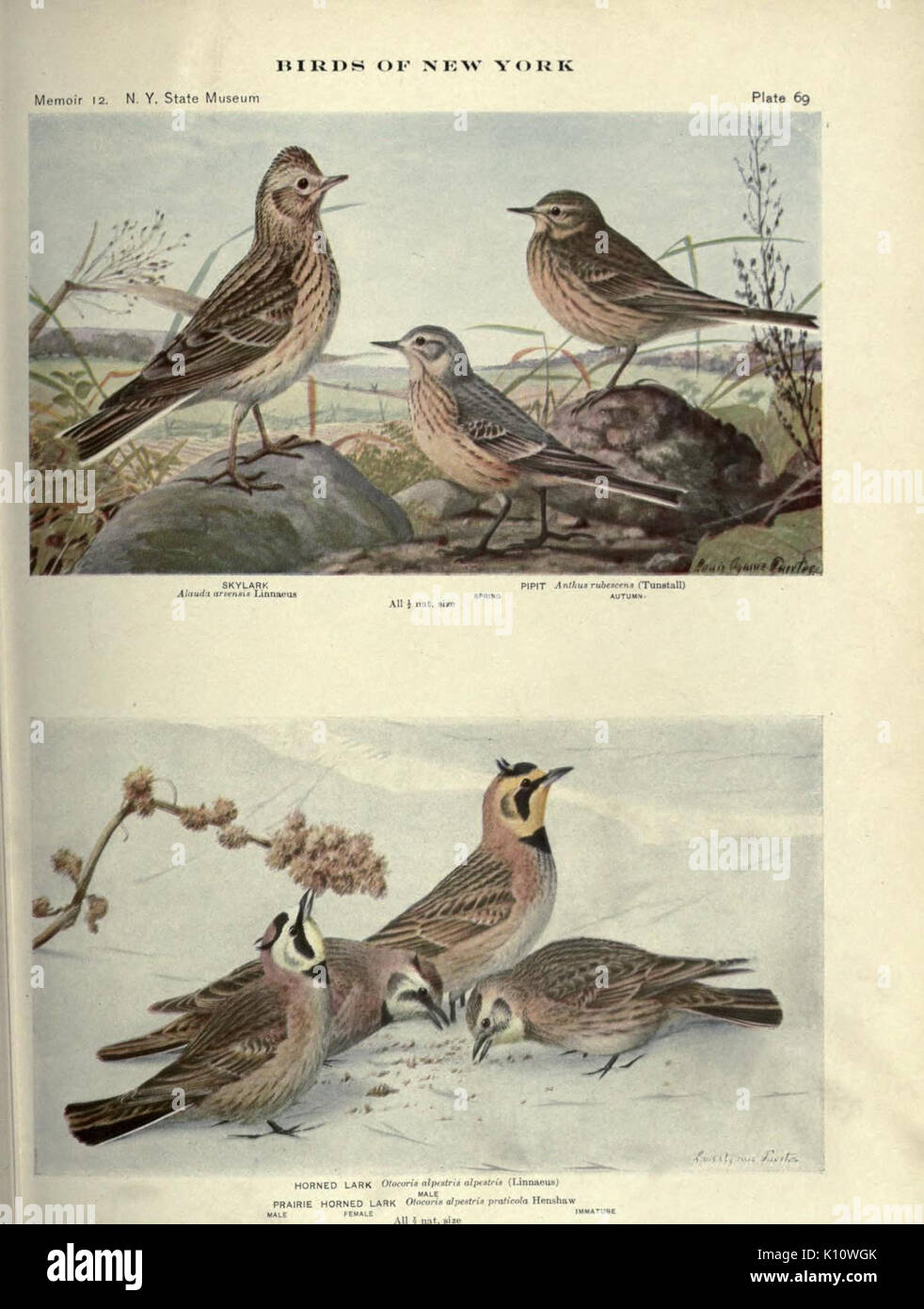 Birds of New York (Plate 69) (7047586397) Stock Photo