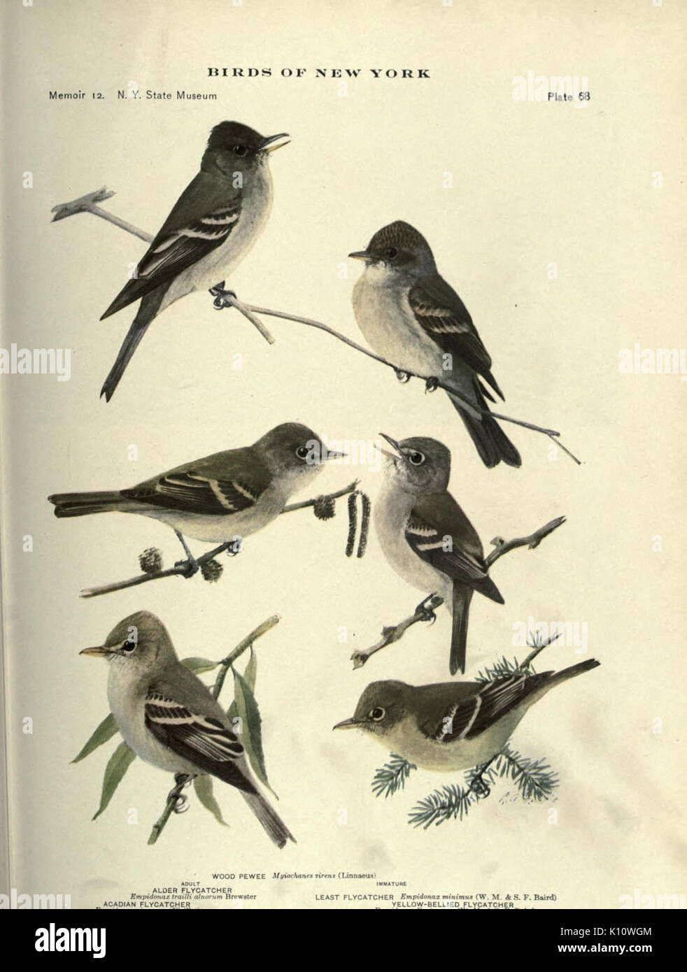 Birds of New York (Plate 68) (7047586155) Stock Photo