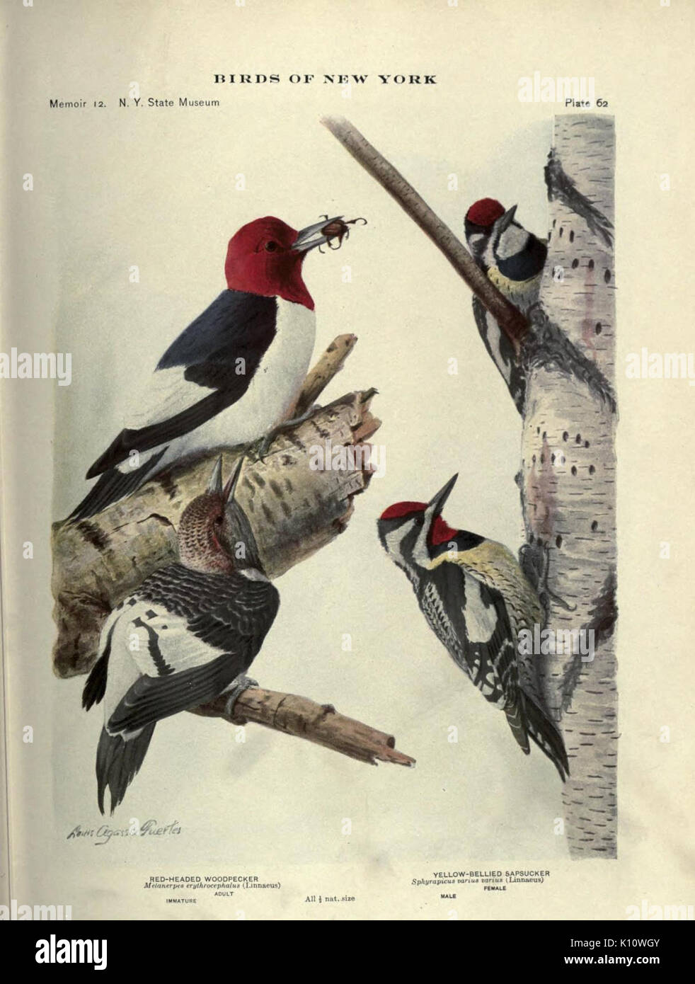 Birds of New York (Plate 62) (6901487798) Stock Photo