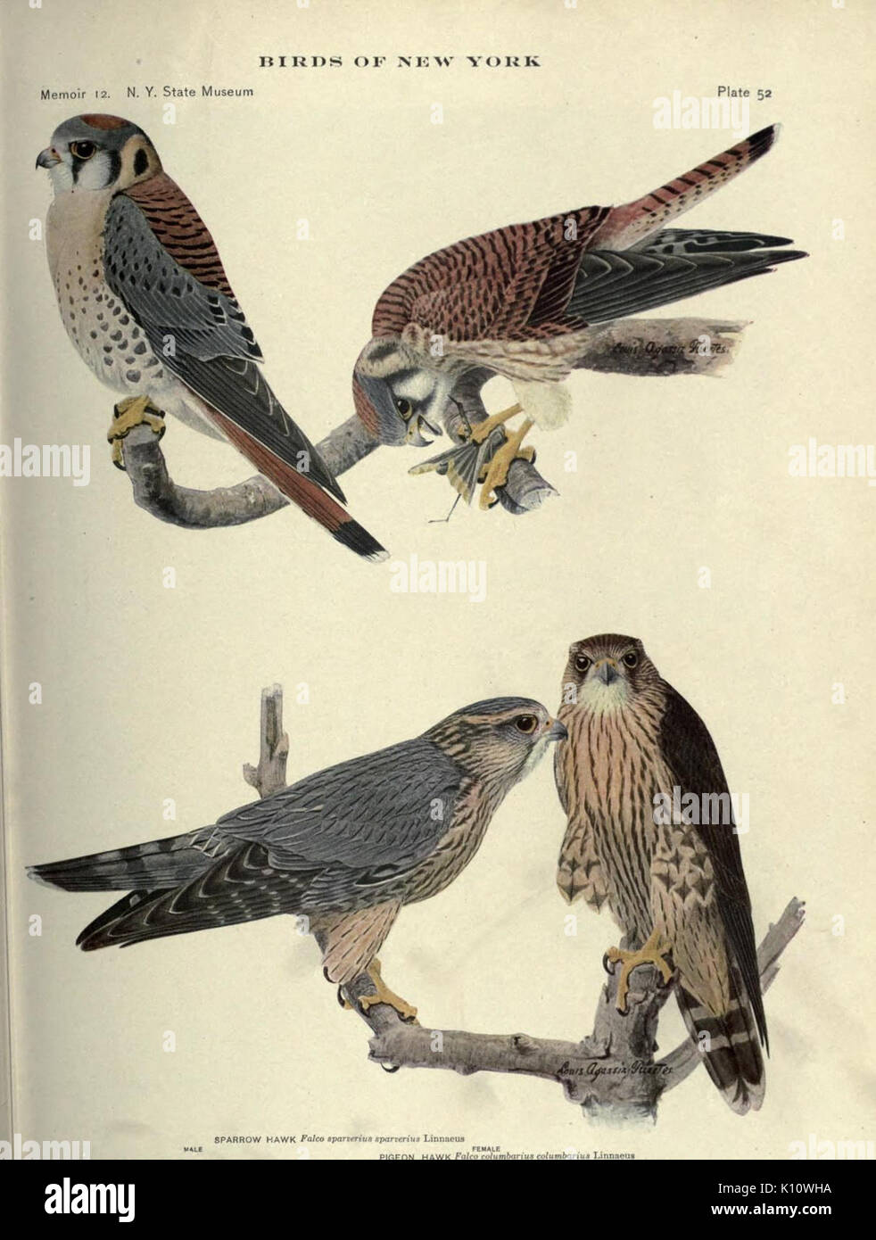 Birds of New York (Plate 52) (6901485364) Stock Photo