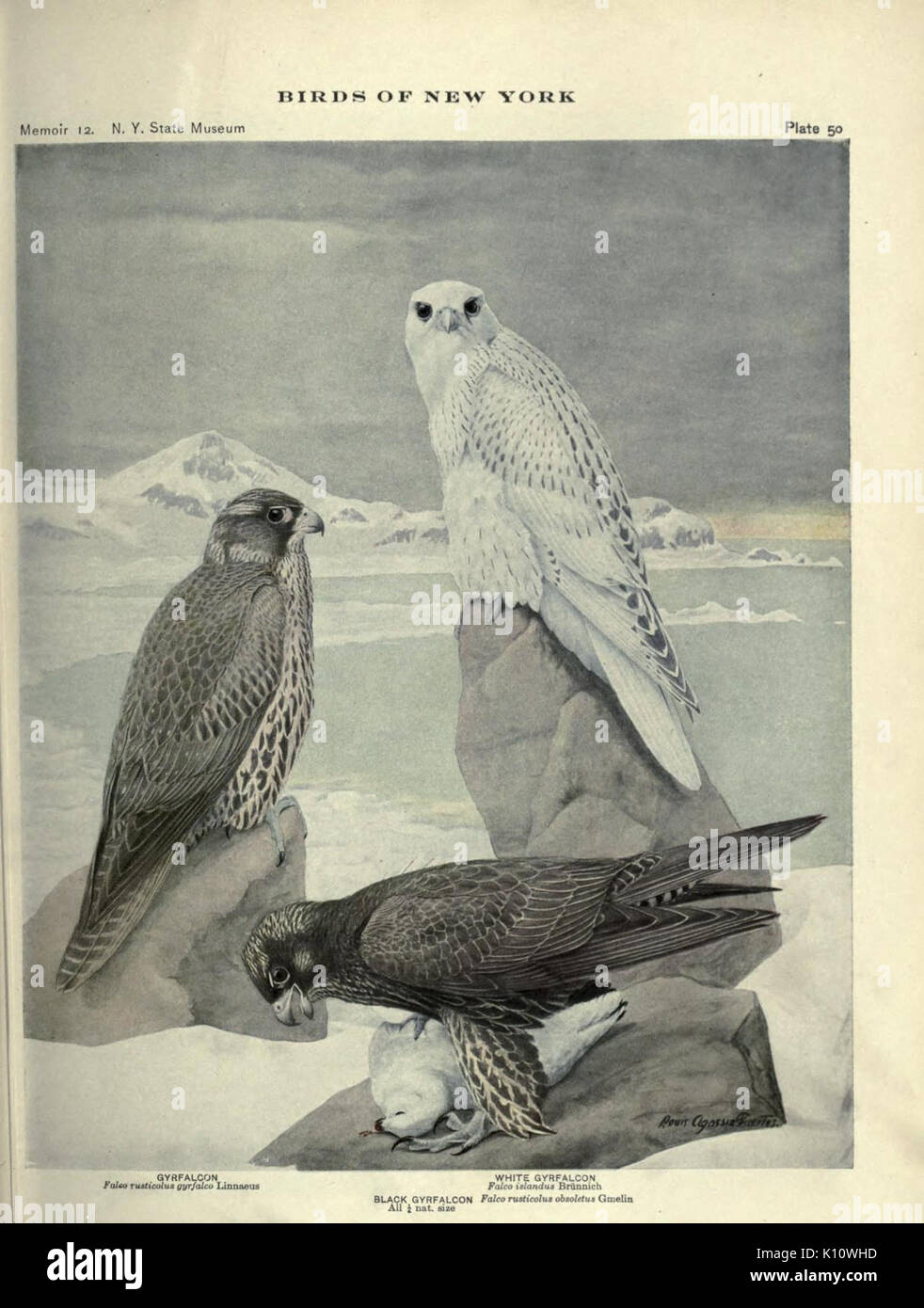 Birds of New York (Plate 50) (6901484856) Stock Photo