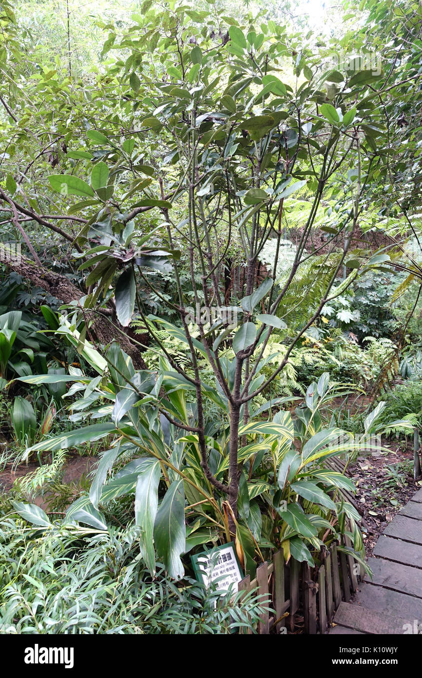 Acuba chinensis subsp. Omeiensis   Chengdu Botanical Garden   Chengdu, China   DSC03214 Stock Photo