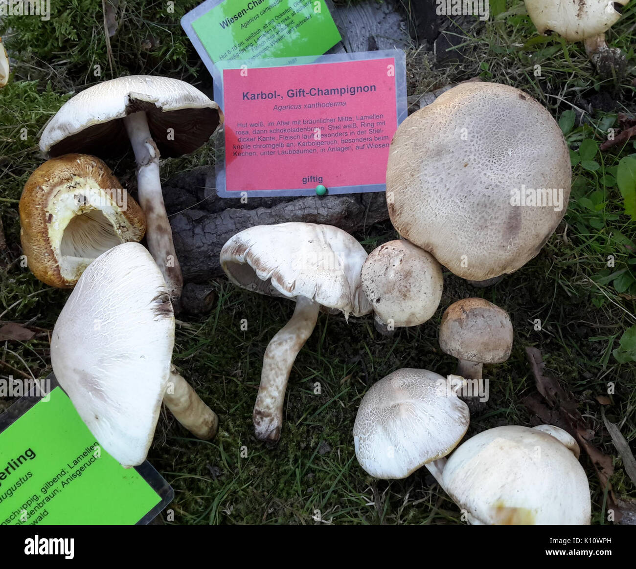 Agaricus xanthoderma Pilzausstellung Rostock 2015 Stock Photo Alamy