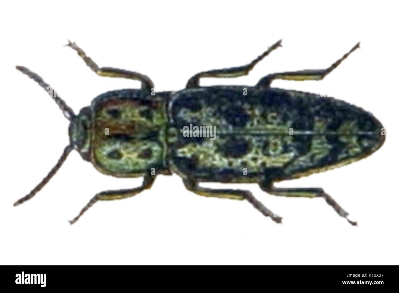Adelocera fasciata Stock Photo