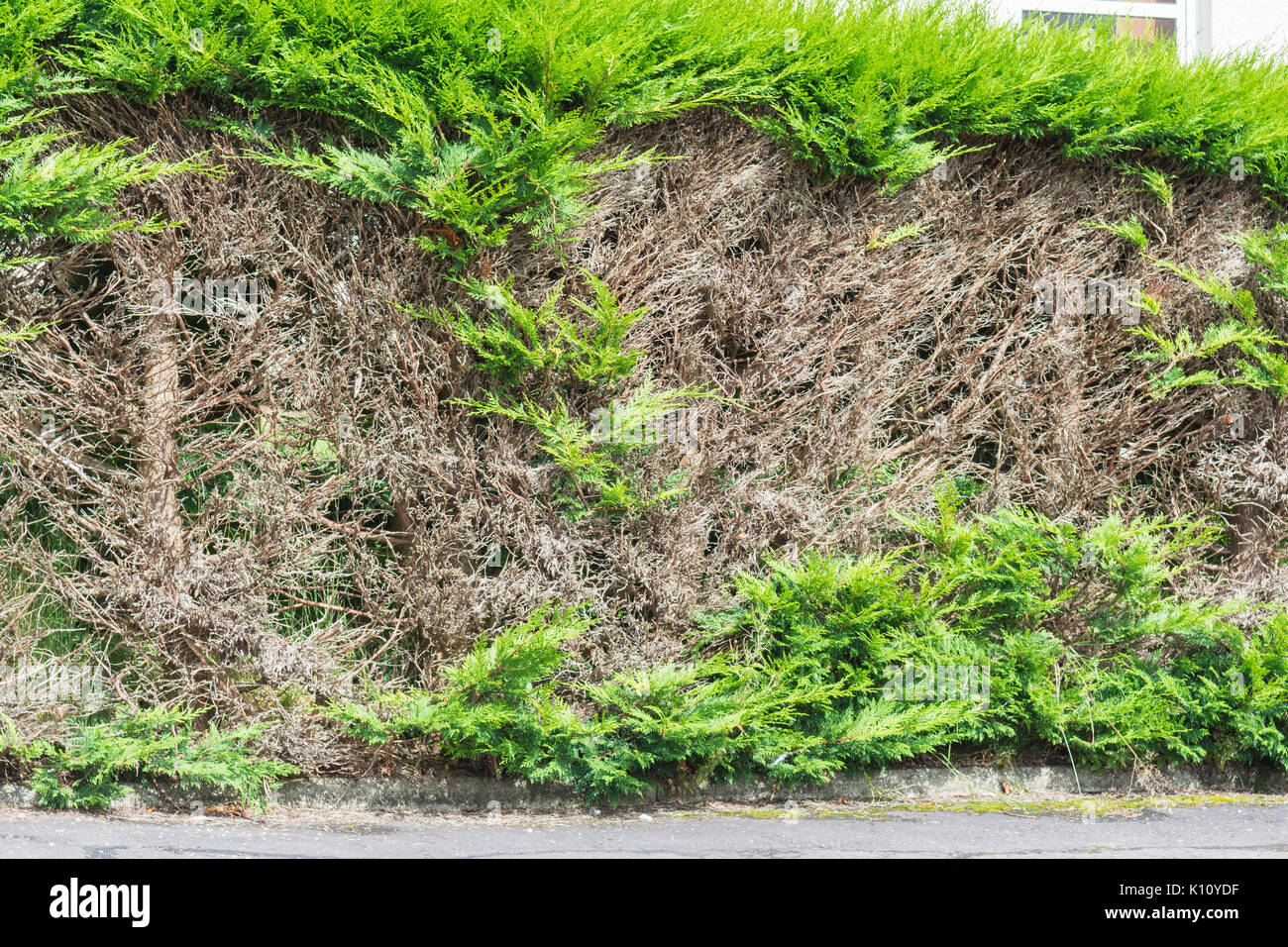 Conifer hedge with bare patches after cutting into old wood Stock Photo