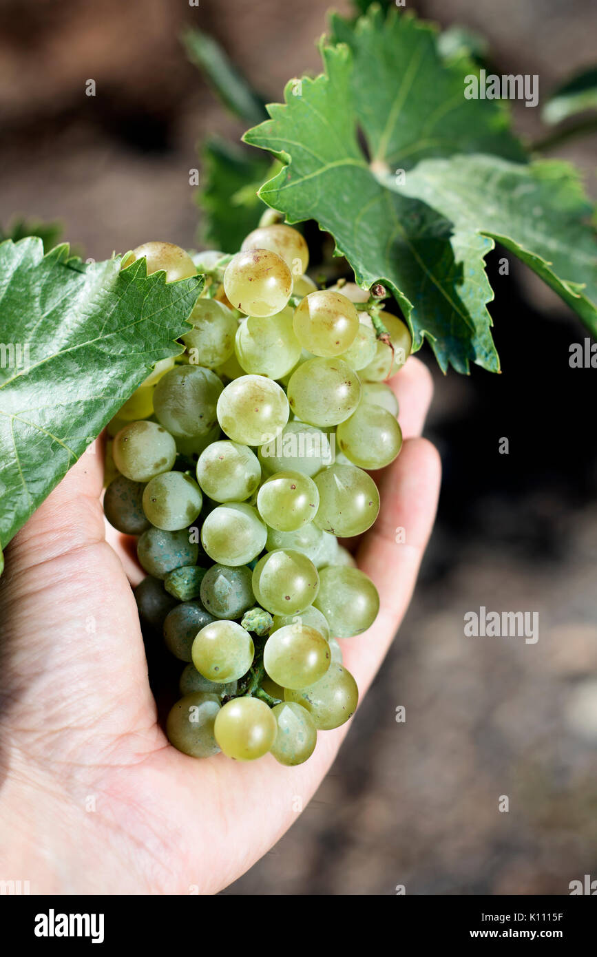 closeup of a young caucasian man collecting a bunch of white grapes from the plant Stock Photo