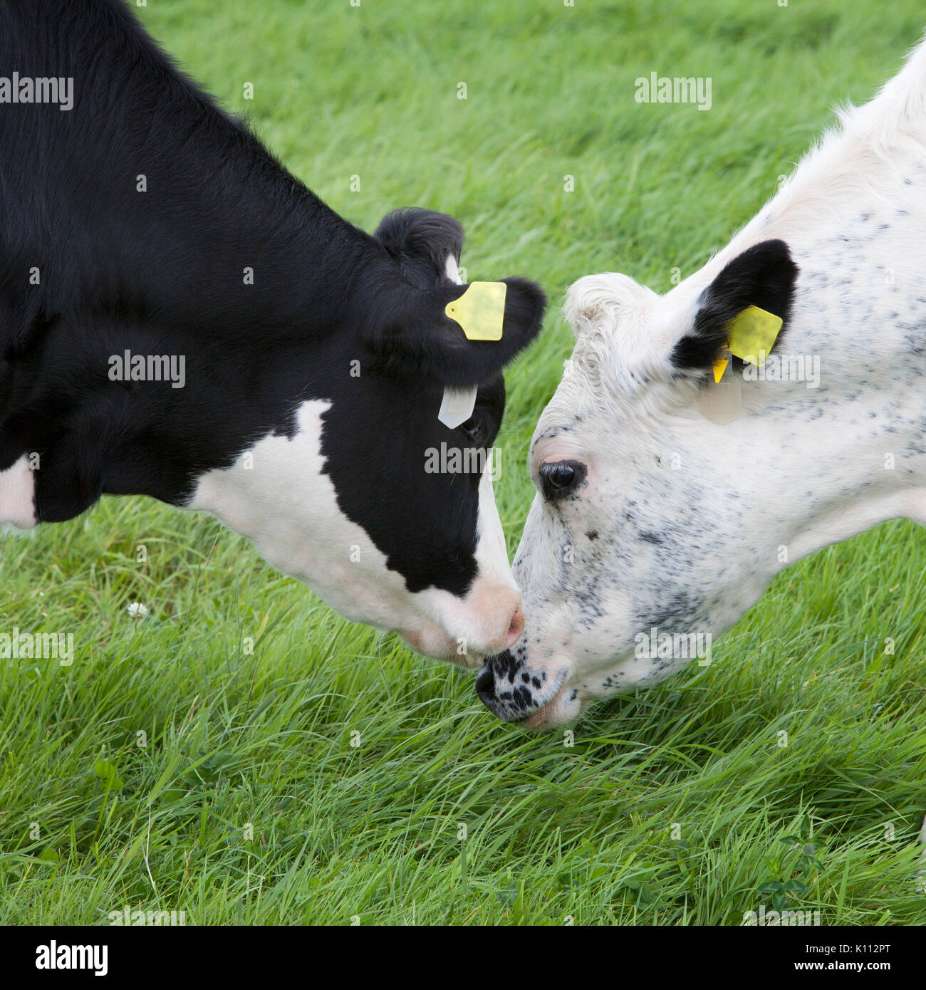 white and black cow heads together in green dutch meadow in the netherlands Stock Photo