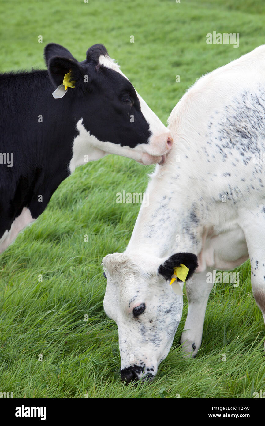 black and white cow licks other cow in green dutch meadow in holland Stock Photo